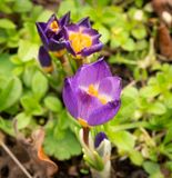Tricolor Crocus