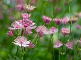 Astrantia