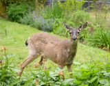 Voracious Garden Pest