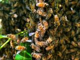 Hey! Has Anyone Seen The Queen?