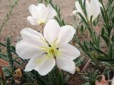 Tufted Evening Primrose