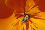 California Poppy  