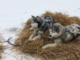 happy pair on straw