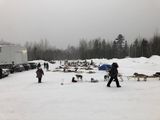 The dog yard