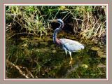 Tri-colored Heron