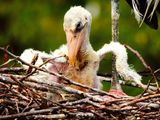 2025-05-26 Wakodahatchee, Wood Stork