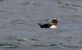 Eider - Common eider - Somateria mollissima