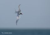 Noordse stern - Arctic tern - Sterna paradisaea
