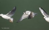 Zwartkopmeeuw - Mediterranean gull - Ichthyaetus melanocephalus