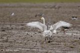 Kleine zwaan - Bewicks swan - cygnus bewickii