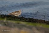 Regenwulp - Whimbrel - Numenius phaeopus