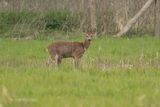 Ree - Roe deer - Capreolus capreolus 