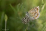 Icarusblauwtje - Common blue - Polyommatus icarus