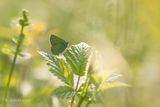 Groentje - Green hairstreak - Callophrys rubi