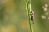 Cicade spec - Auchenorrhyncha