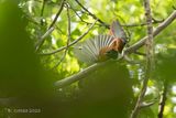 Indiase paradijsmonarch - Indian paradise flycatcher - Terpsiphone paradisi