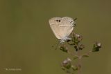 Satyrium mirabilis 