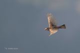 Blyths roodmus - Blyths rosefinch - Carpodacus grandis