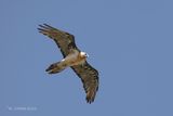 Lammergier - Bearded vulture - Gypaetus barbatus