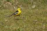 Citroenkwikstaart - Citrine wagtail - Motacilla citreola