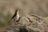 Tapuit - Northern wheatear - Oenanthe oenanthe