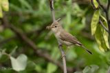 Grote vale spotvogel - Upchers warbler - Hippolais languida