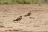 Vorkstaartplevier - Collared pratincole - Glareola pratincola