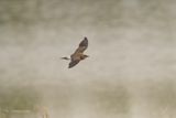 Vorkstaartplevier - Collared pratincole - Glareola pratincola