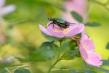 Rouwende gouden tor - White spotted rose beetle - Oxythyrea funesta