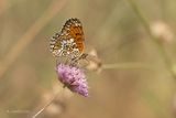 Knoopkruidparelmoervlinder - Knapweed fritillary - Melitaea phoebe