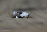 Bleekschouderuil - Pale shoulder - Acontia lucida