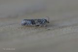 Ravenbladroller - Larch twist - Ptycholomoides aeriferana