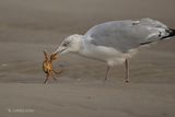Zilvermeeuw - European herring gull - Larus argentatus