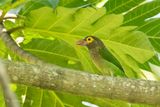 Bruinkopbaardvogel - Brown-headed barbet - Psilopogon zeylanicus