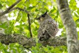 Bosoehoe - Spot-bellied eagle-owl - Ketupa nipalensis