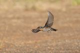 Hutzwaluw - Hill swallow - Hirundo domicola