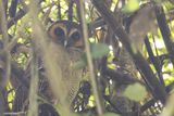 Bruine bosuil - Brown wood owl - Strix leptogrammica