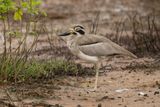 Grote griel - Great thick-knee - Esacus recurvirostris