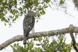 Shikra - Shikra - Accipiter badius