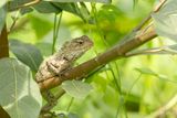 Bloedzuiger - Common garden lizard - Calotes versicolor