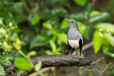 Dayallijster - Oriental magpie robin - Copsychus saularis