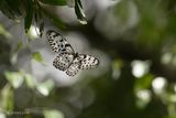Ceylon tree nymph - idea iasonia