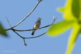 Maskerspreeuw - White-faced starling - Sturnornis albotrontatus