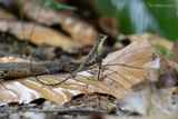 Sri lankan kangaroo lizard - Otocryptis wiegmanni