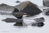 Zwartbuikwaterspreeuw - Black-bellied dipper - Cinclus cinclus