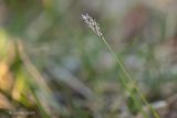 Blauwgras - Sesleria albicans