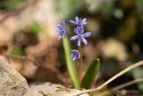 Vroege sterhyacint - Alpine squill - Scilla bifolia