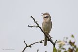 Grasmus - Common whitethroat - Curruca communis