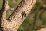 Venwitsnuitlibel - White-faced darter - Leucorrhinia dubia