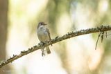Kleine vliegenvanger - Red-breasted flycatcher - Ficedula parva